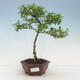 Indoor bonsai -Ligustrum Aurea - Bird's beak - 1/3