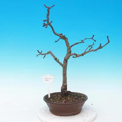 Outdoor bonsai-Malus red-eyed apple tree - 1