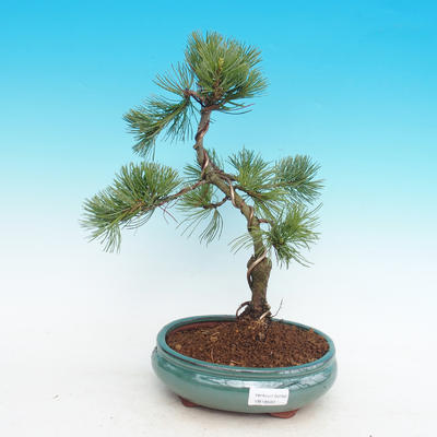 Outdoor bonsai -Pinus parviflora-Small pine