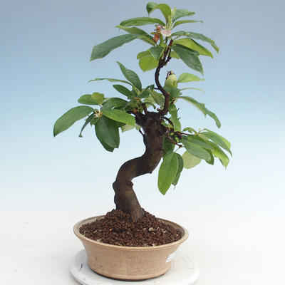 Outdoor bonsai - Pseudocydonia sinensis - Chinese quince VB2020-563 - 1