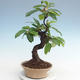 Outdoor bonsai - Pseudocydonia sinensis - Chinese quince VB2020-563 - 1/2