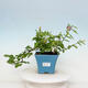 Indoor bonsai - Grewia occidentalis - Lavender star - 1/4