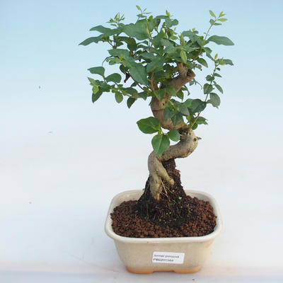Indoor bonsai -Ligustrum chinensis - Bird's beak