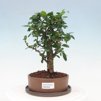 Indoor bonsai with saucer - Carmona macrophylla - Fuki tea - 1