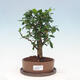 Indoor bonsai with saucer - Carmona macrophylla - Fuki tea - 1/7
