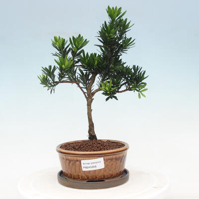Indoor bonsai with a saucer - Podocarpus - Stone yew - 1