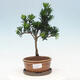 Indoor bonsai with a saucer - Podocarpus - Stone yew - 1/4
