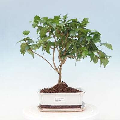 Indoor bonsai with a saucer - Australian cherry - Eugenia uniflora - 1