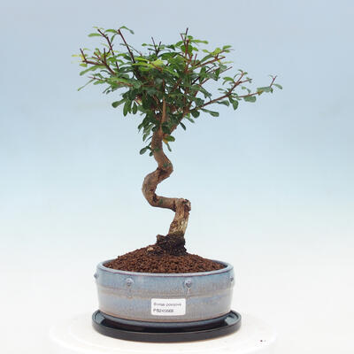 Indoor bonsai with a saucer - Australian cherry - Eugenia uniflora - 1