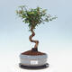 Indoor bonsai with a saucer - Australian cherry - Eugenia uniflora - 1/4