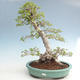 Outdoor bonsai -Carpinus CARPINOIDES - Korean Hornbeam VB2020-566 - 1/5