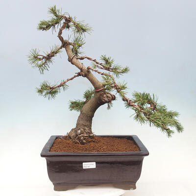 Outdoor bonsai - Pinus mugo - Pine Kneeling - 1
