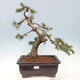 Outdoor bonsai - Pinus mugo - Pine Kneeling - 1/5