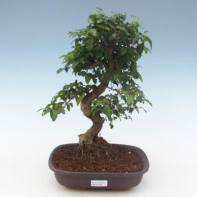 Indoor bonsai - Ligustrum chinensis - Privet PB2191568 - 1