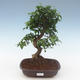 Indoor bonsai - Ligustrum chinensis - Privet PB2191568 - 1/3
