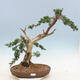 Outdoor bonsai - Juniperus chinensis - Chinese juniper - 1/6