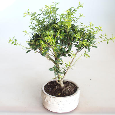 Indoor bonsai - Ilex crenata - Holly PB2201156
