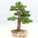 Outdoor bonsai - Larix decidua - Deciduous larch - 1/6