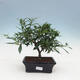 Room bonsai - Gardenia jasminoides-Gardenie - 1/3