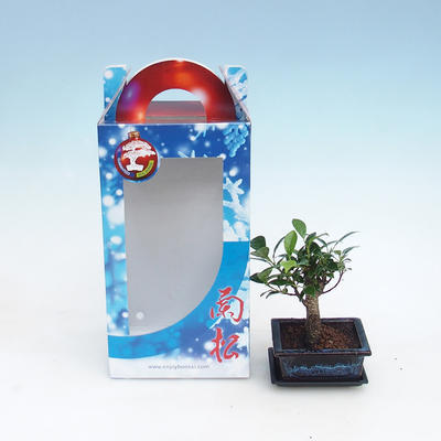 Room bonsai in a gift box, Ficus retusa - Small-leaved Ficus