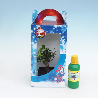 Room bonsai in a gift box - 1