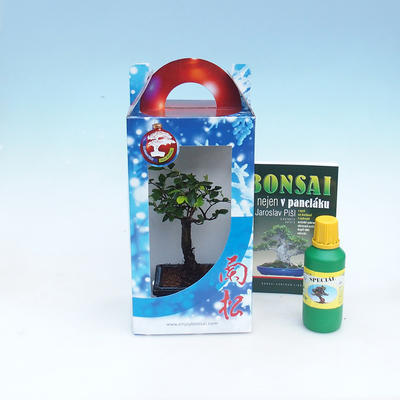 Room bonsai in a gift box - 1