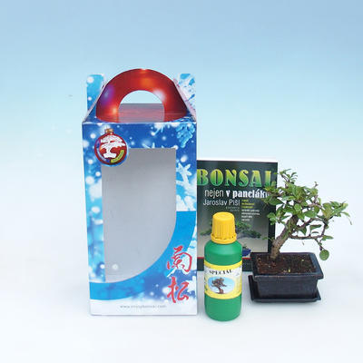 Room bonsai in a gift box, Carmona macrophylla - fuki tea