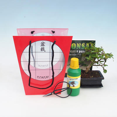 Room bonsai in a gift box, Carmona macrophylla - fuki tea