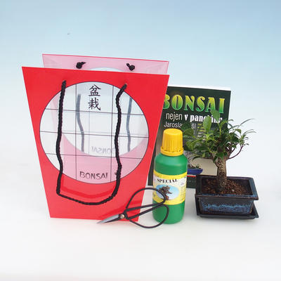 Room bonsai in a gift box, Ficus retusa - Small-leaved Ficus
