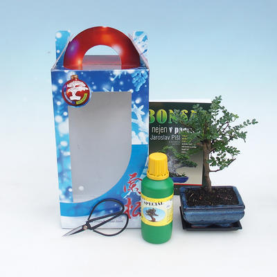 Room bonsai in a gift box, Zantoxilum piperitum - Peppermint