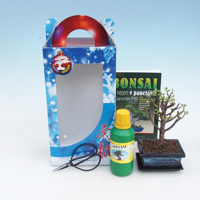 Room bonsai in a gift box, Portulacarie afra - tlustice