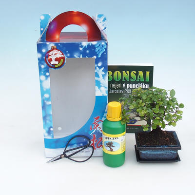 Room bonsai in a gift box, Sagaretie thea - Tea Sagaretie