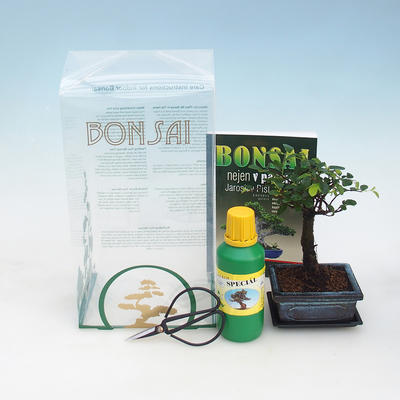 Room bonsai in a gift box, Ulmus parvifolia - Chinese Elm