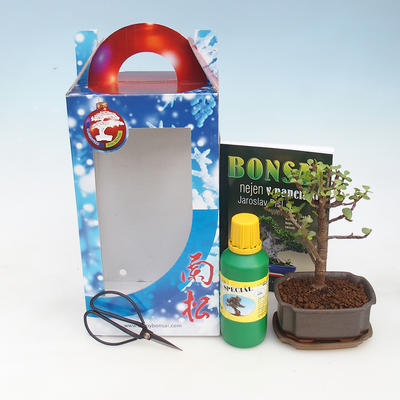 Room bonsai in a gift box, Portulacarie afra - tlustice