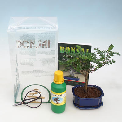 Room bonsai in a gift box, Zantoxilum piperitum - Peppermint