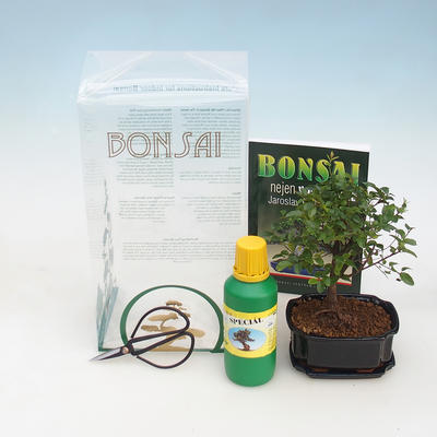 Room bonsai in a gift box, Sagaretie thea - Tea Sagaretie