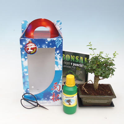 Room bonsai in a gift box, Ligustrum chinensis-Bird's beak