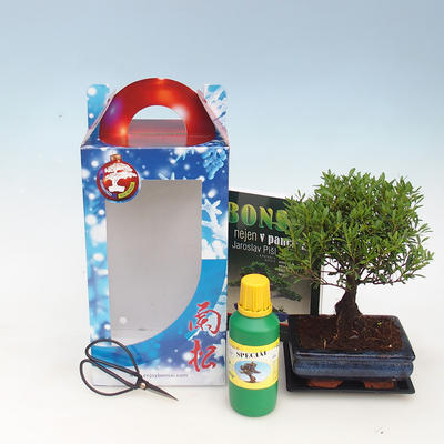 Room bonsai in a gift box, Syzigium-Pimentovník