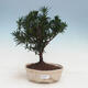 Indoor bonsai - Podocarpus - Stone thous - 1/4