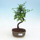 Indoor bonsai - Ulmus parvifolia - Small leaf elm - 1/3