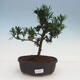 Indoor bonsai - Podocarpus - Stone thous - 1/4