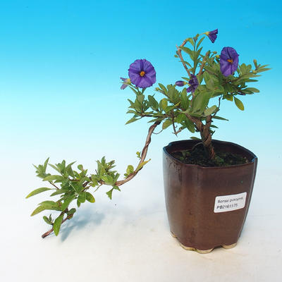 Room bonsai - Mustard-Solanum rantonnetii - 1