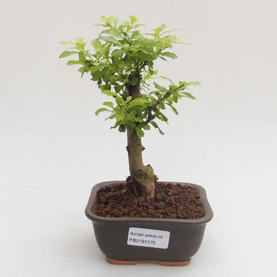 Indoor bonsai - Duranta erecta Aurea PB2191575 - 1