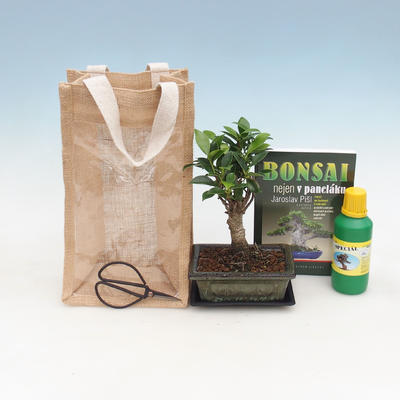 Room bonsai in a gift bag - JUTA, Ficus-Ficus retusa