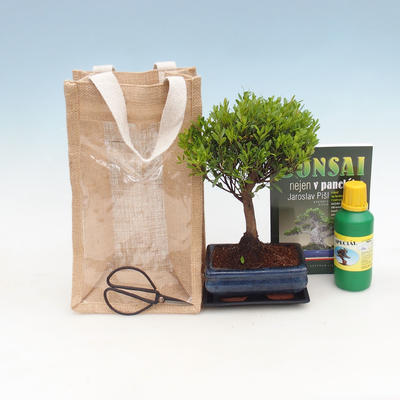 Room bonsai in a gift bag - JUTA, Syzigium-Pimentovník