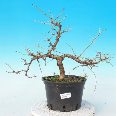 Outdoor bonsai - Larix decidua
