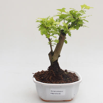 Indoor bonsai - Duranta erecta Aurea PB2191576 - 1