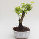 Indoor bonsai - Duranta erecta Aurea PB2191576 - 1/3