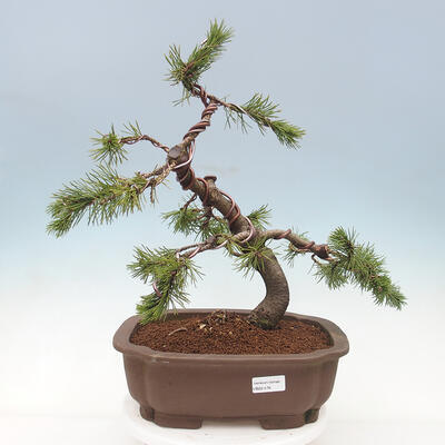 Outdoor bonsai - Pinus mugo - Pine Kneeling - 1