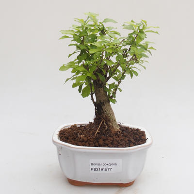 Indoor bonsai - Duranta erecta Aurea PB2191577 - 1
